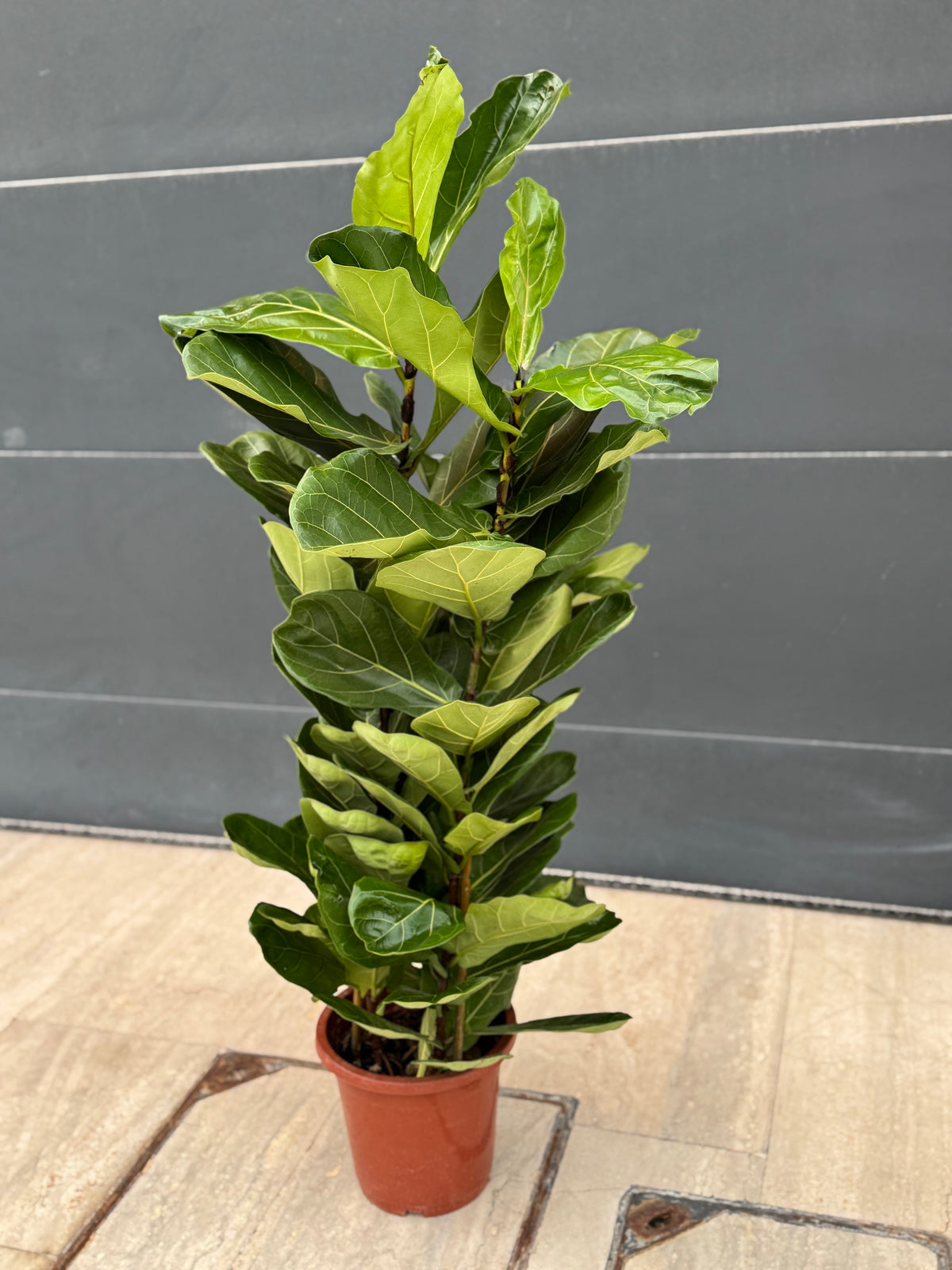 Fiddle Plant