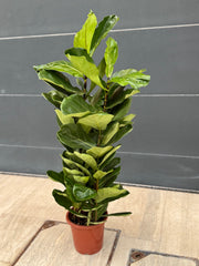 Fiddle Plant