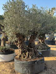 200-Year-Old Olive Tree – Ancient Trunk Masterpiece
