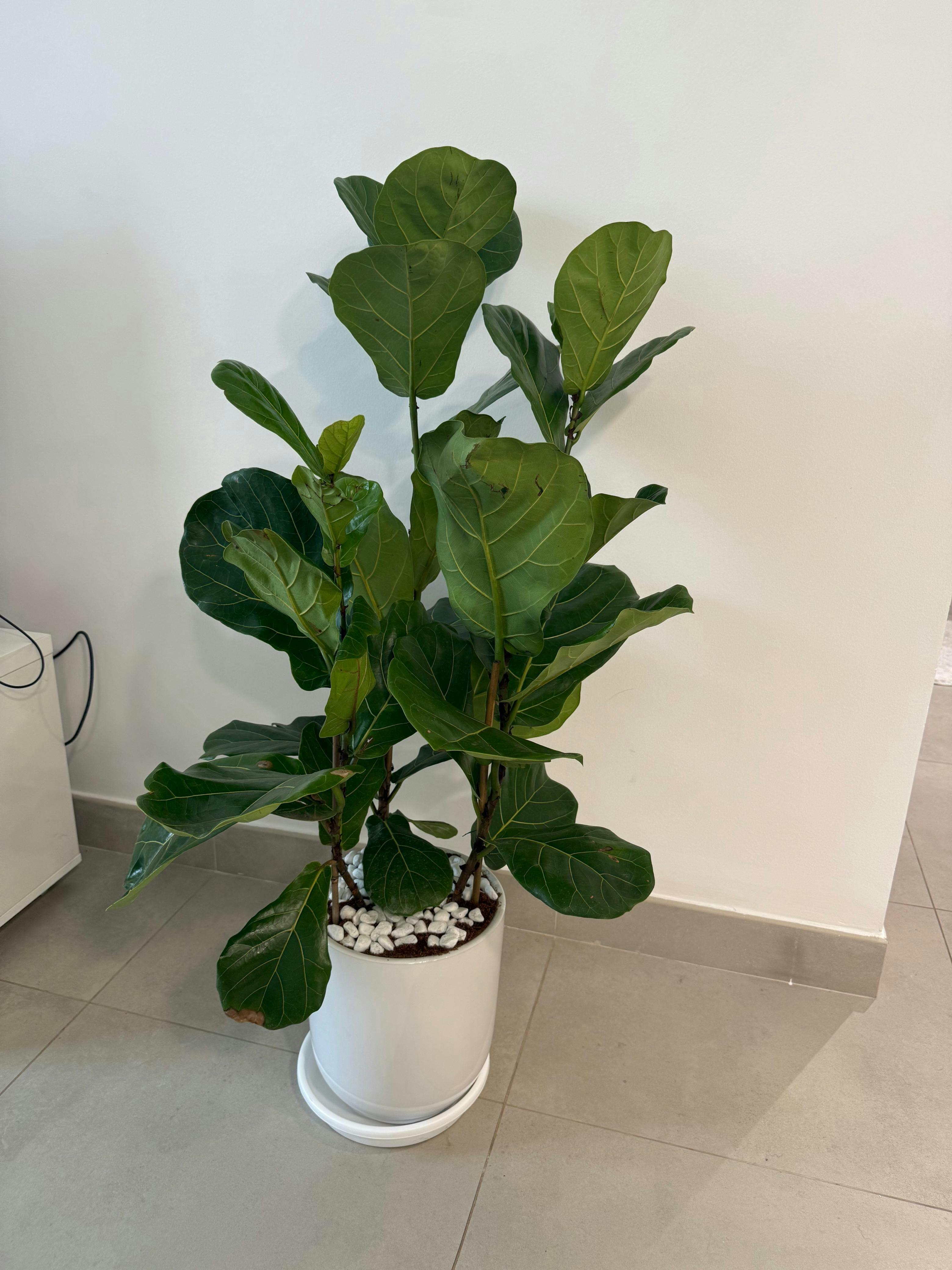 Air Purifier Bundle – Best Value