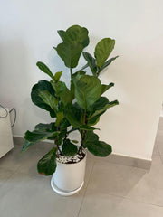 Air Purifier Bundle – Best Value