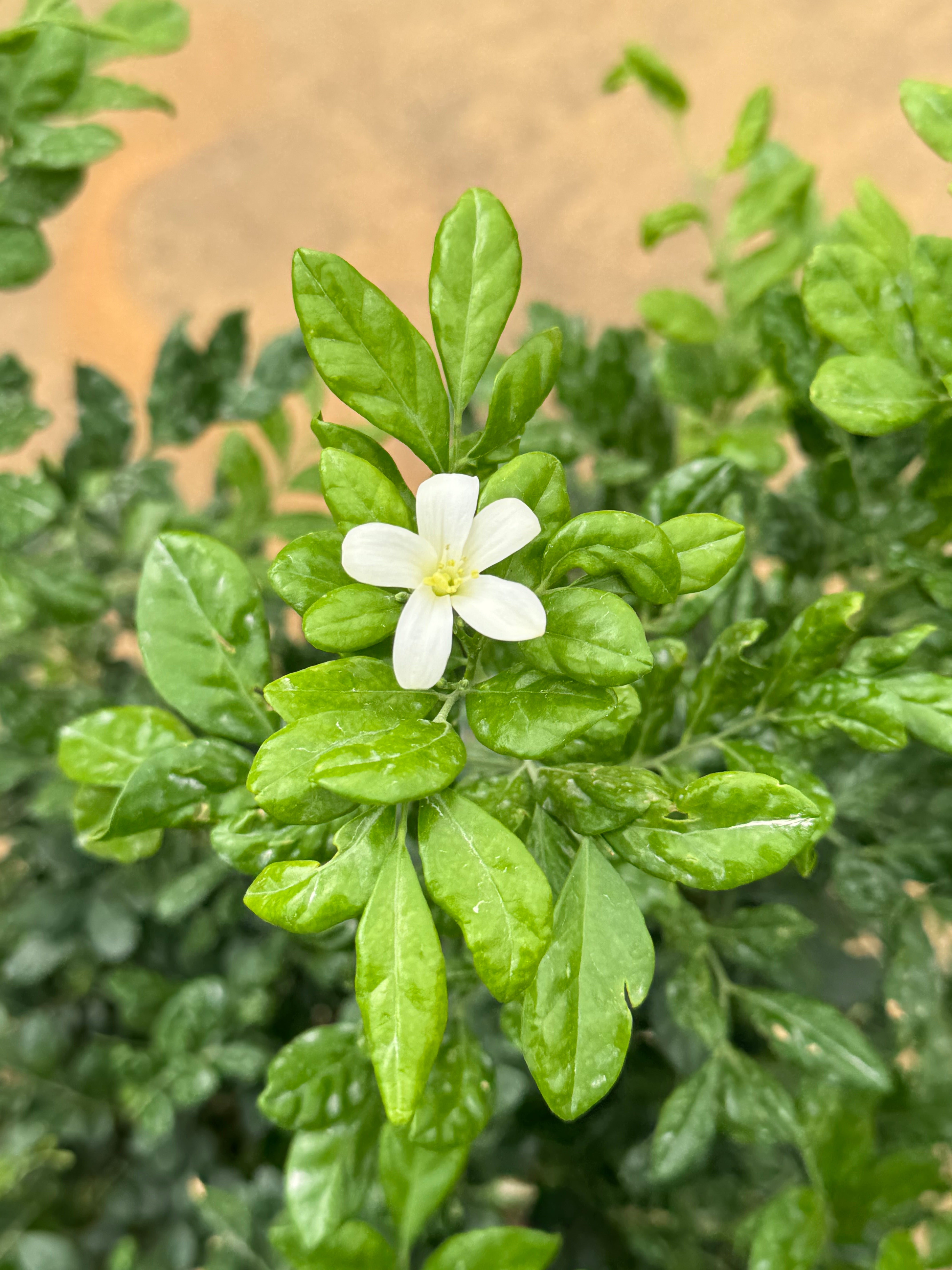 Murraya / Jasmine Plant – 100 cm with Nursery Pot