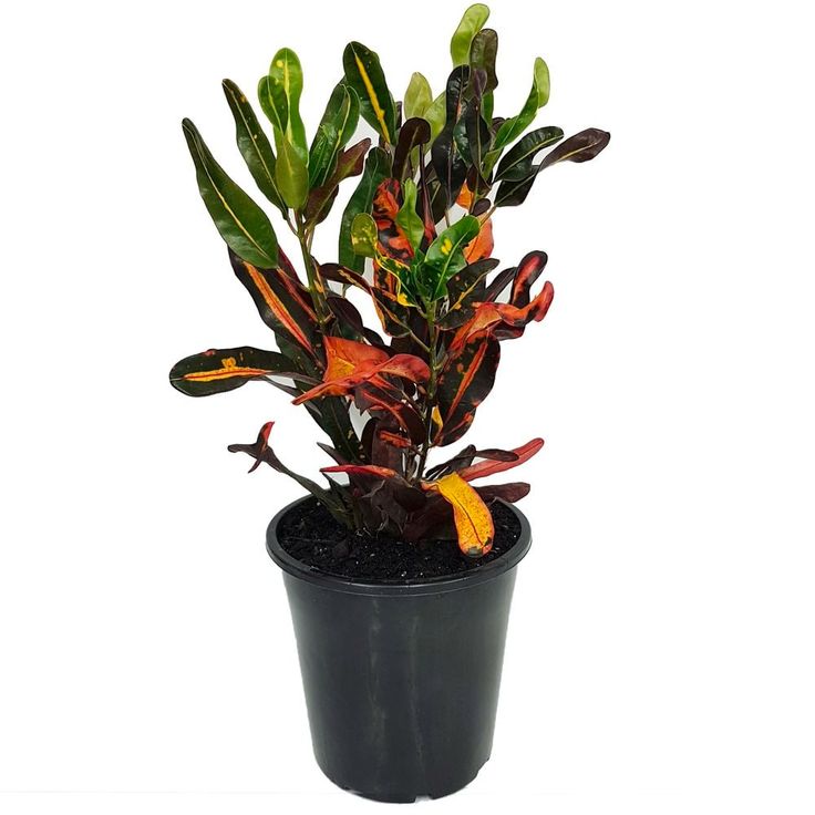 Croton