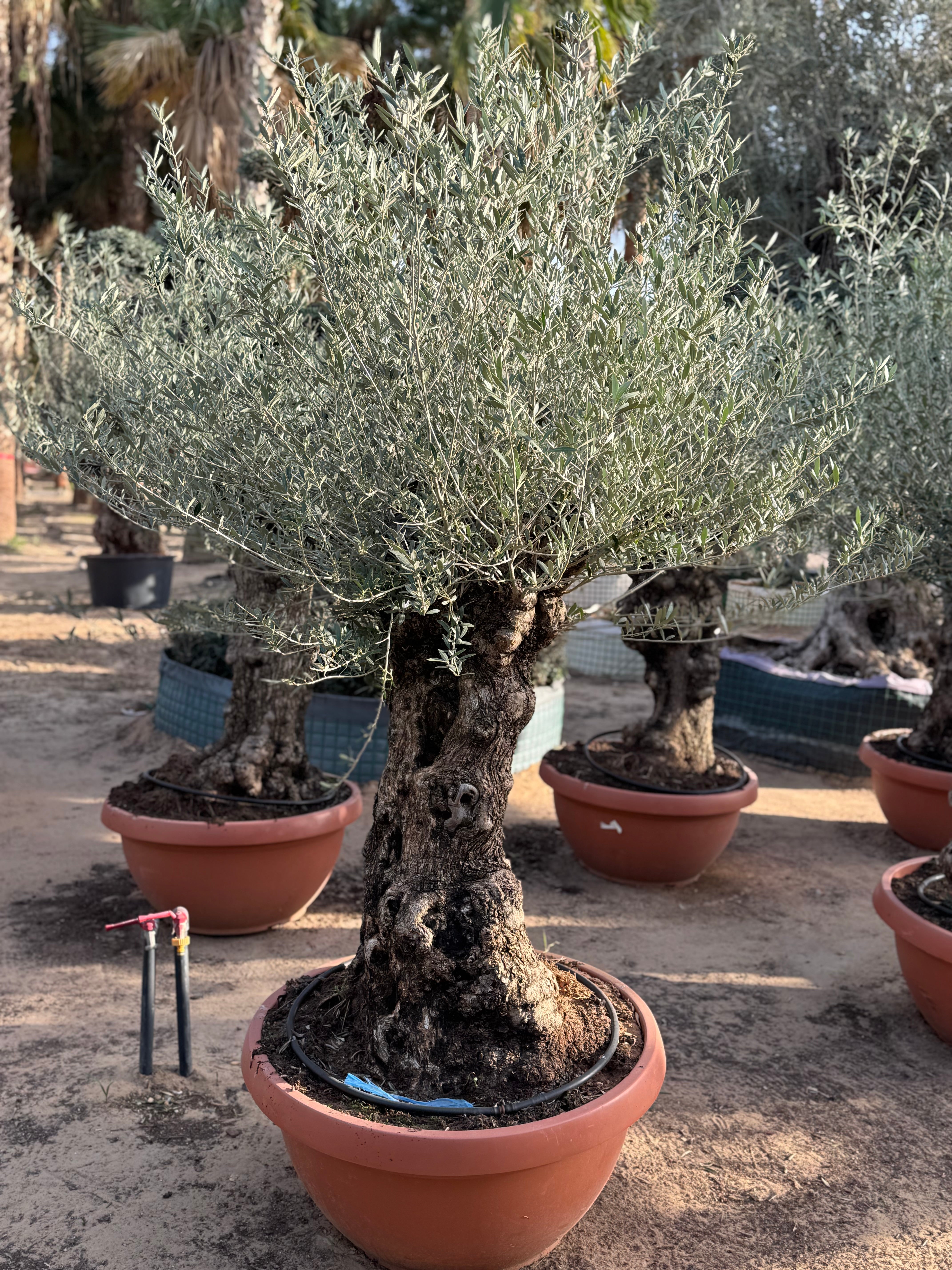 Olive Tree – Old Trunk | Height 180–200 cm