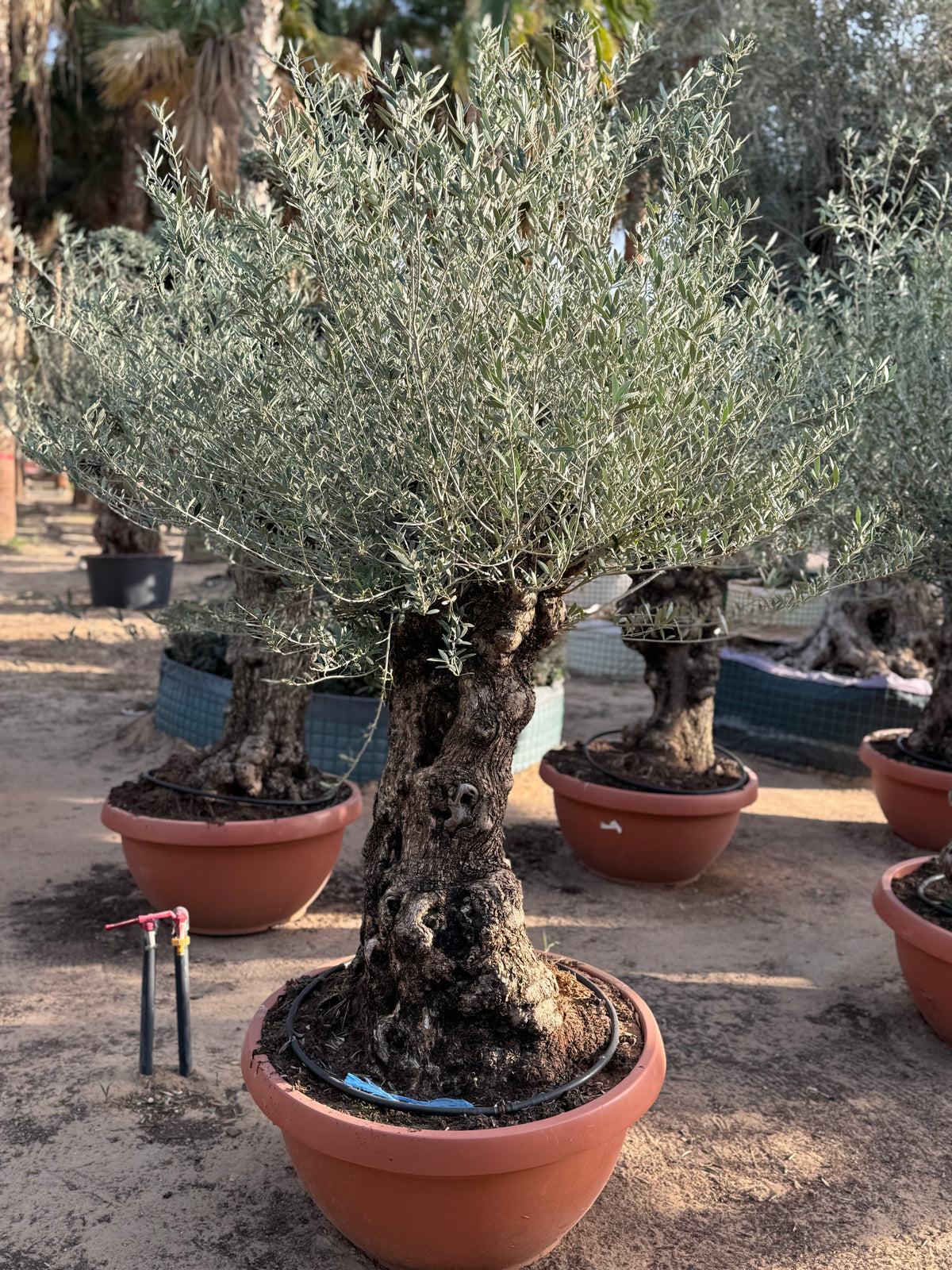 Olive Tree – Old Trunk | Height 180–200 cm