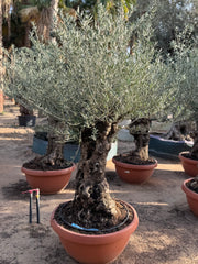 Olive Tree – Old Trunk | Height 180–200 cm