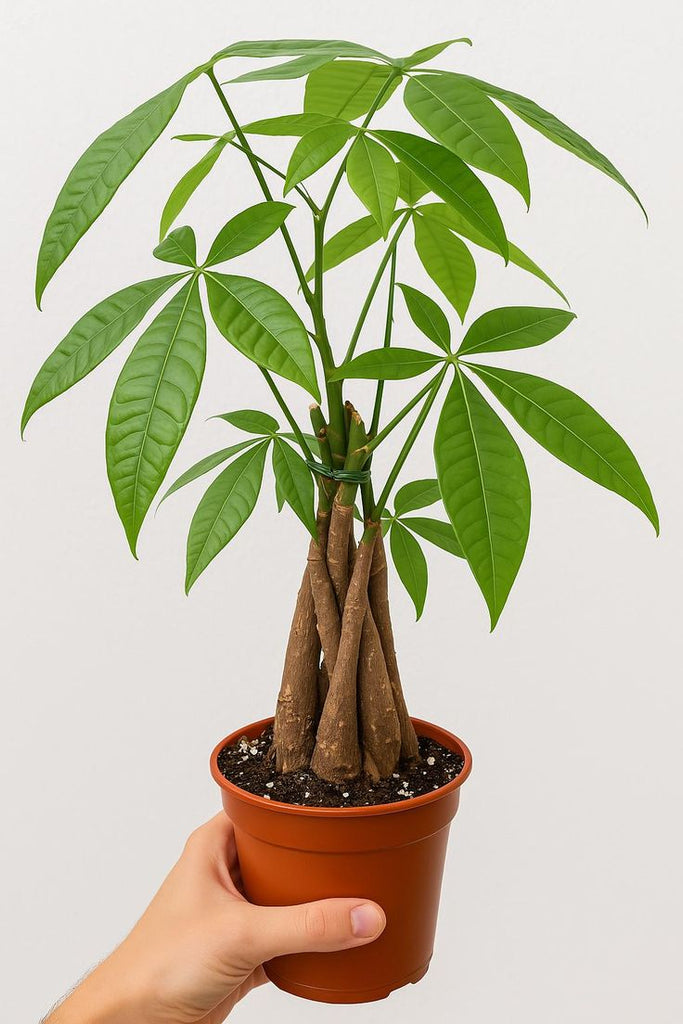twisted money tree pachira Pachira Aquatica Money Tree Twisted Trunk 50cm – Plant Station