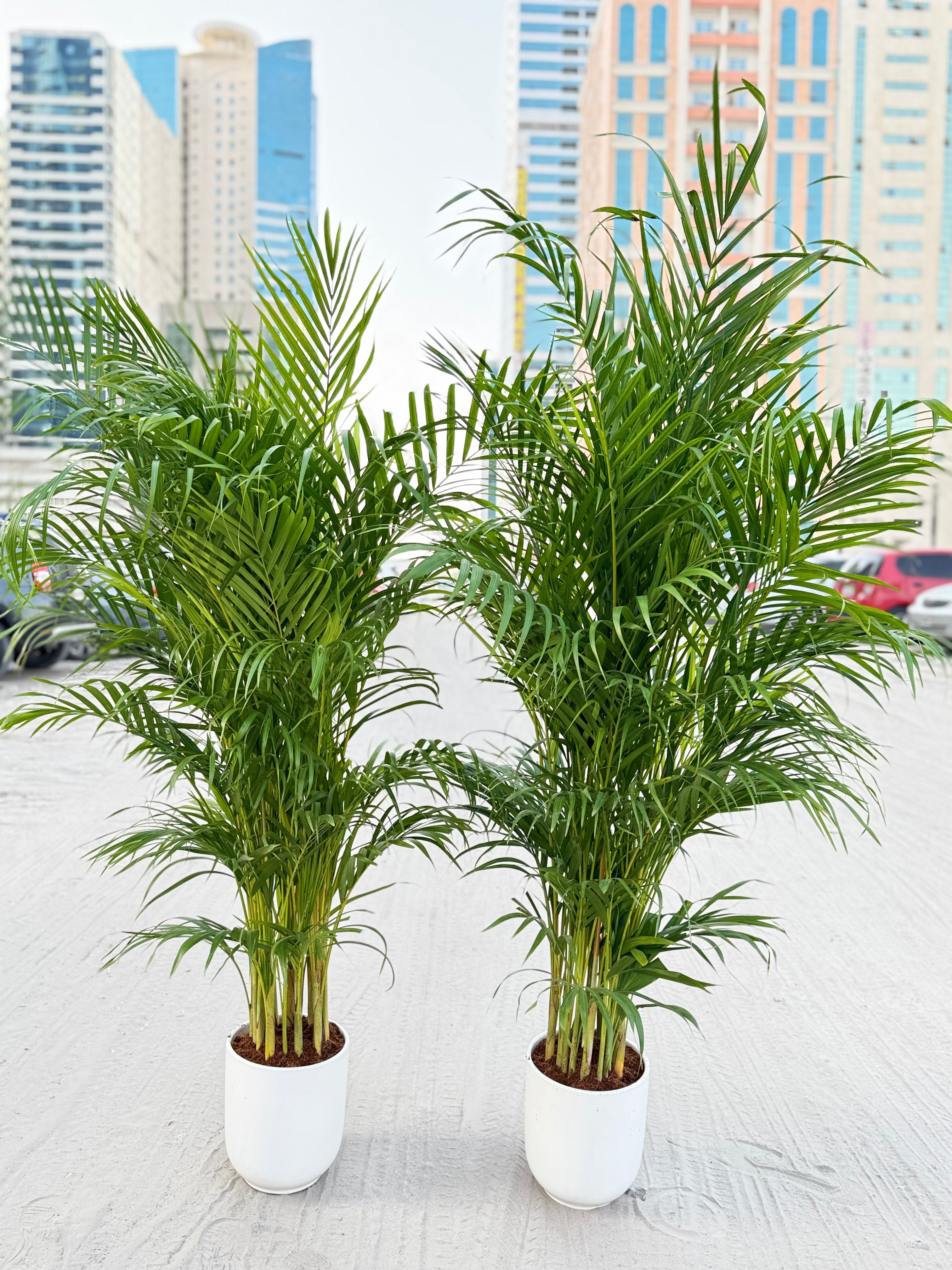 🌿 Areca Palm – 2 Pcs Combo size 150cm| Indoor Plants with Pot (Beginner Friendly)