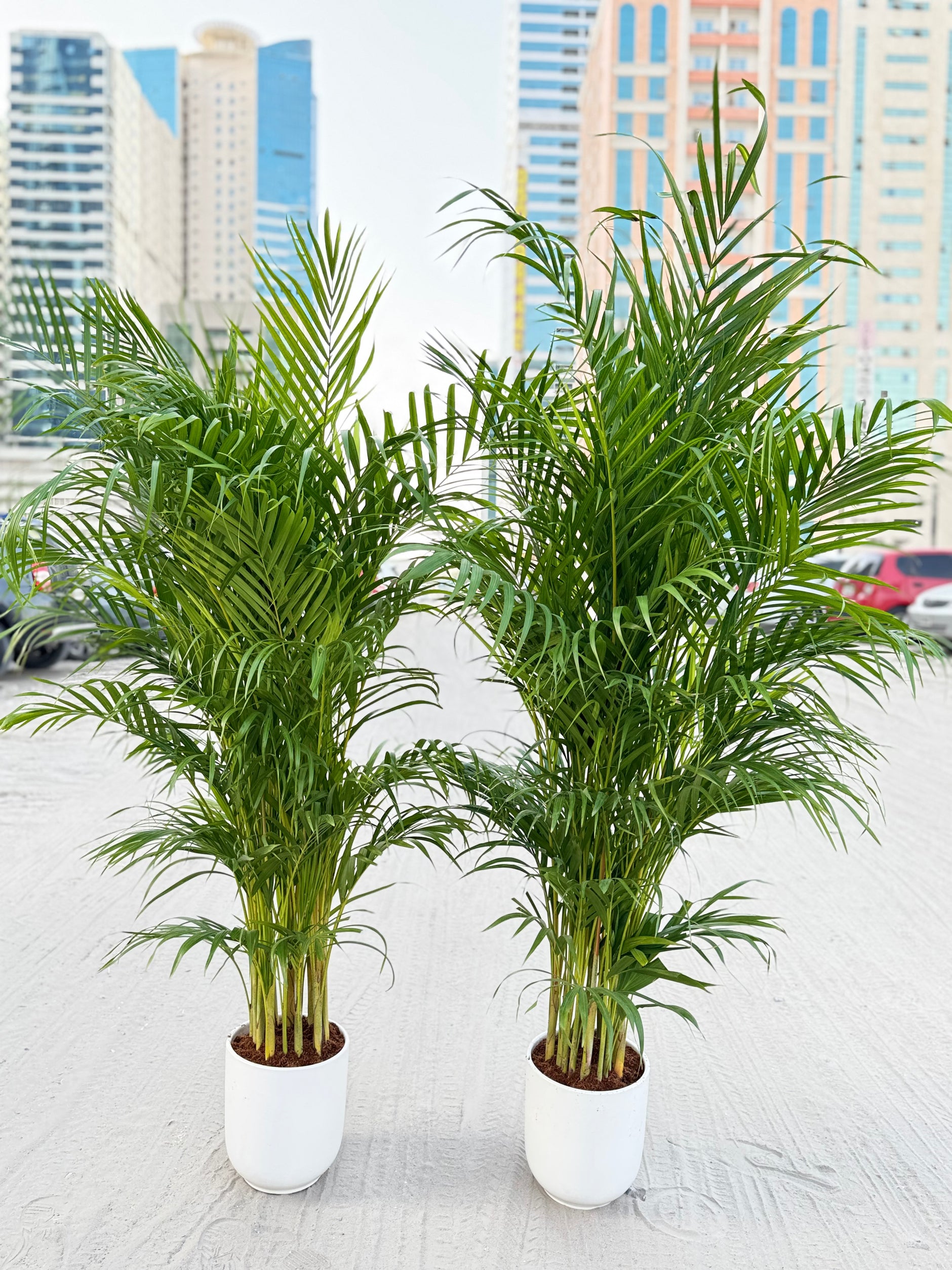 areca palm price in uae πΏ Areca Palm β 2 Pcs Combo size 150cm| Indoor Plants with Pot (Beginne β Plant Station