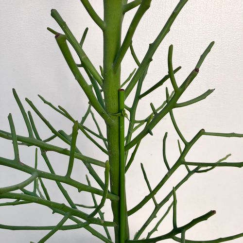 Euphorbia Tirucalli Cactus