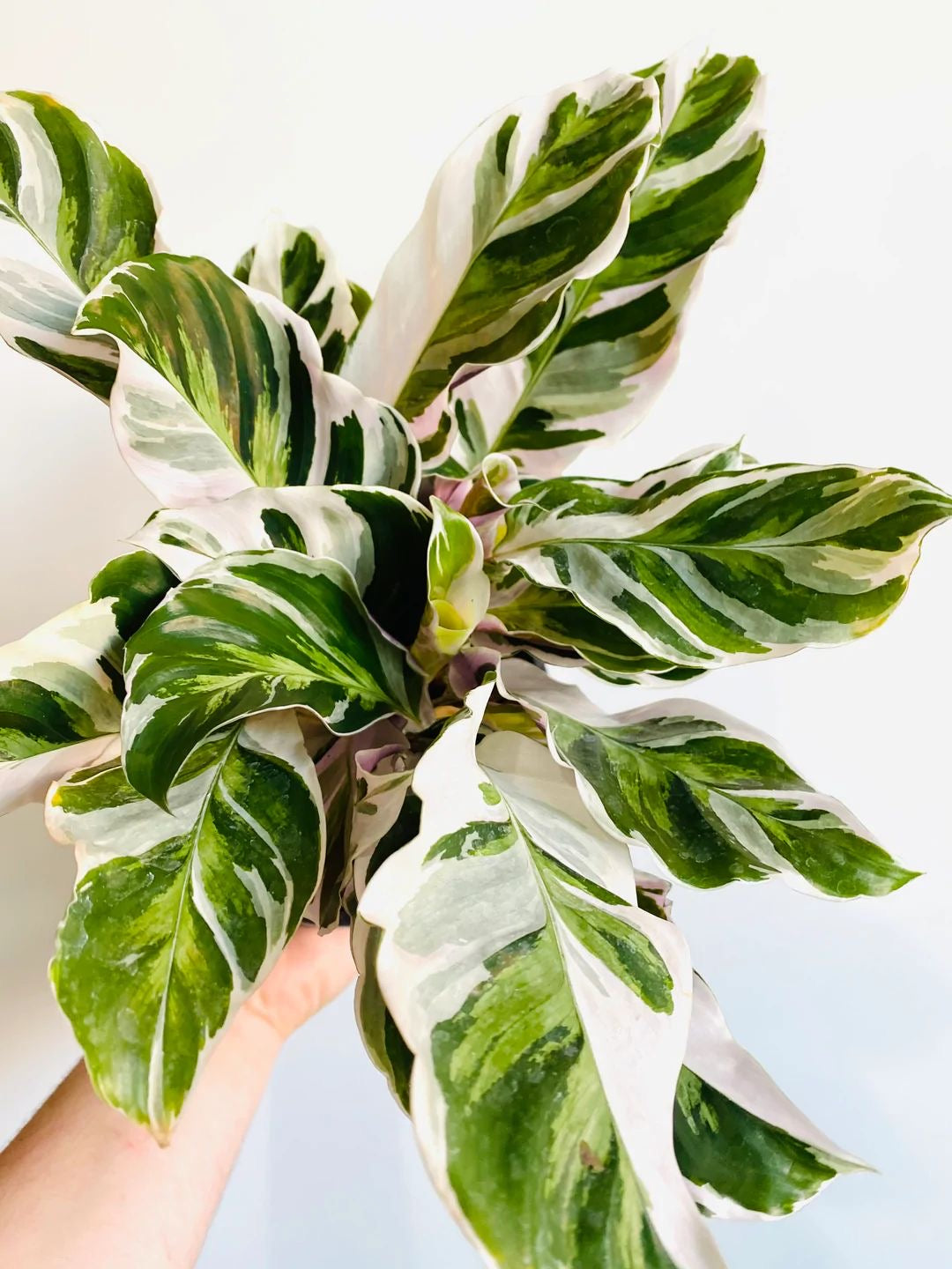 calathea white fusion
