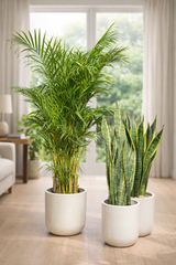 Areca Palm & 2 Snake Plant Bundle-stylish white Ceramic pots