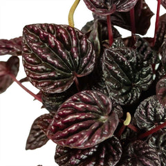 Peperomia Red Luna