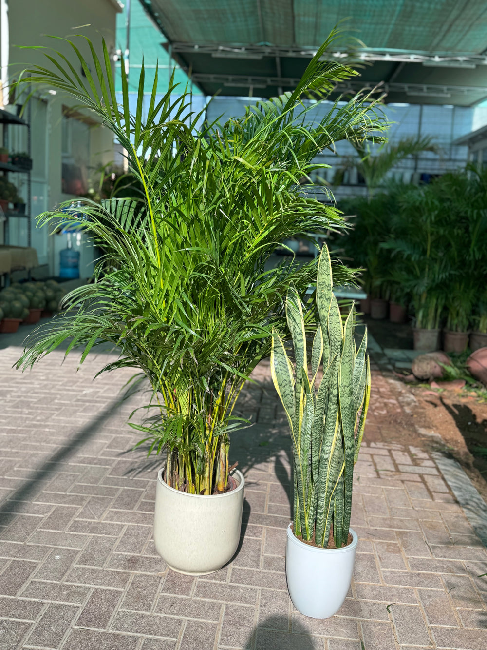 snake plant money plant areca palm πΏ Areca Palm & Snake Plant Combo β Indoor Plants with Pot (Beginner Fr β Plant Station