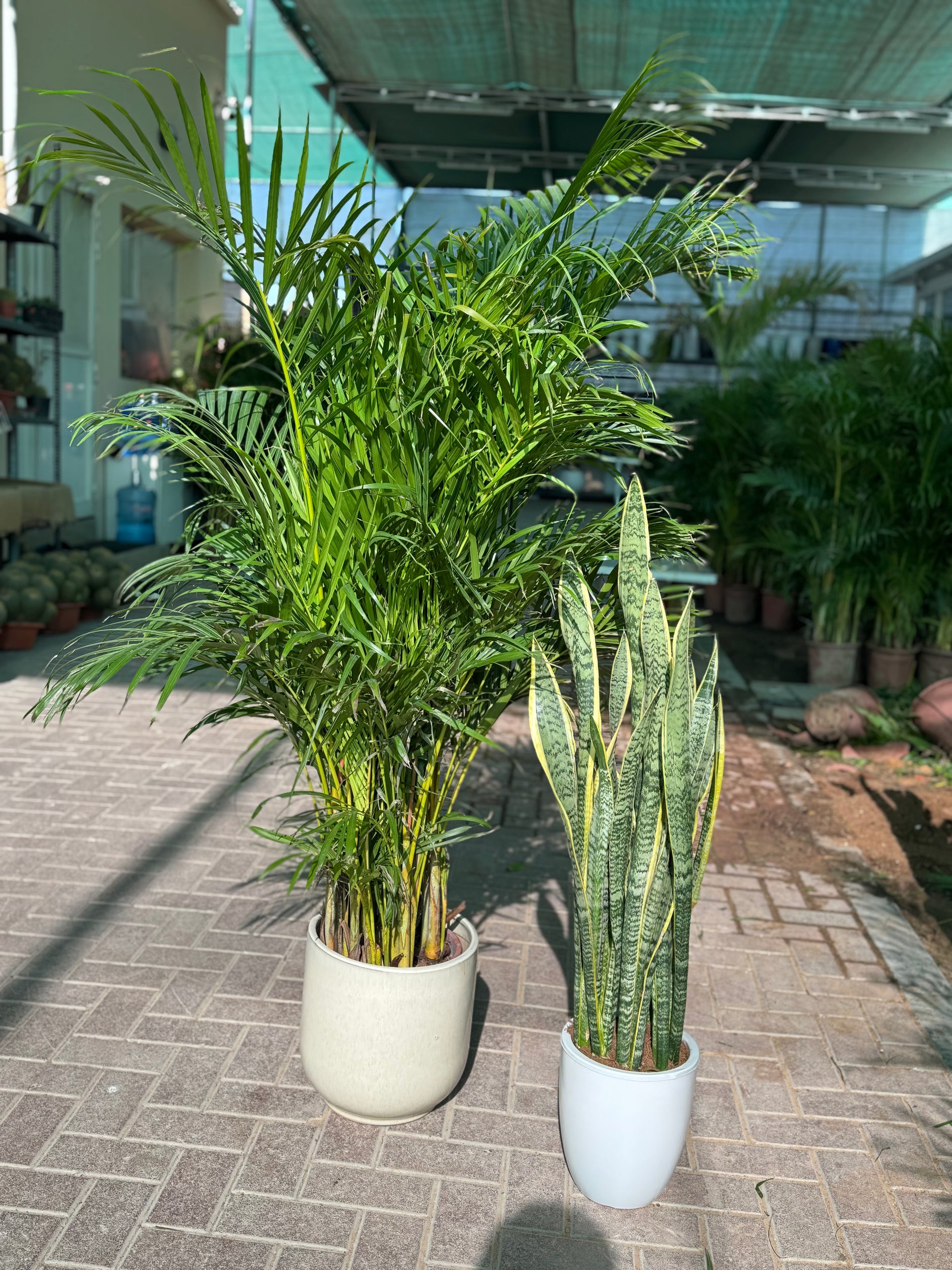 peace lily sensation Buy Varigated Peace Lily Sensation 20cm pot, Indoor Plant