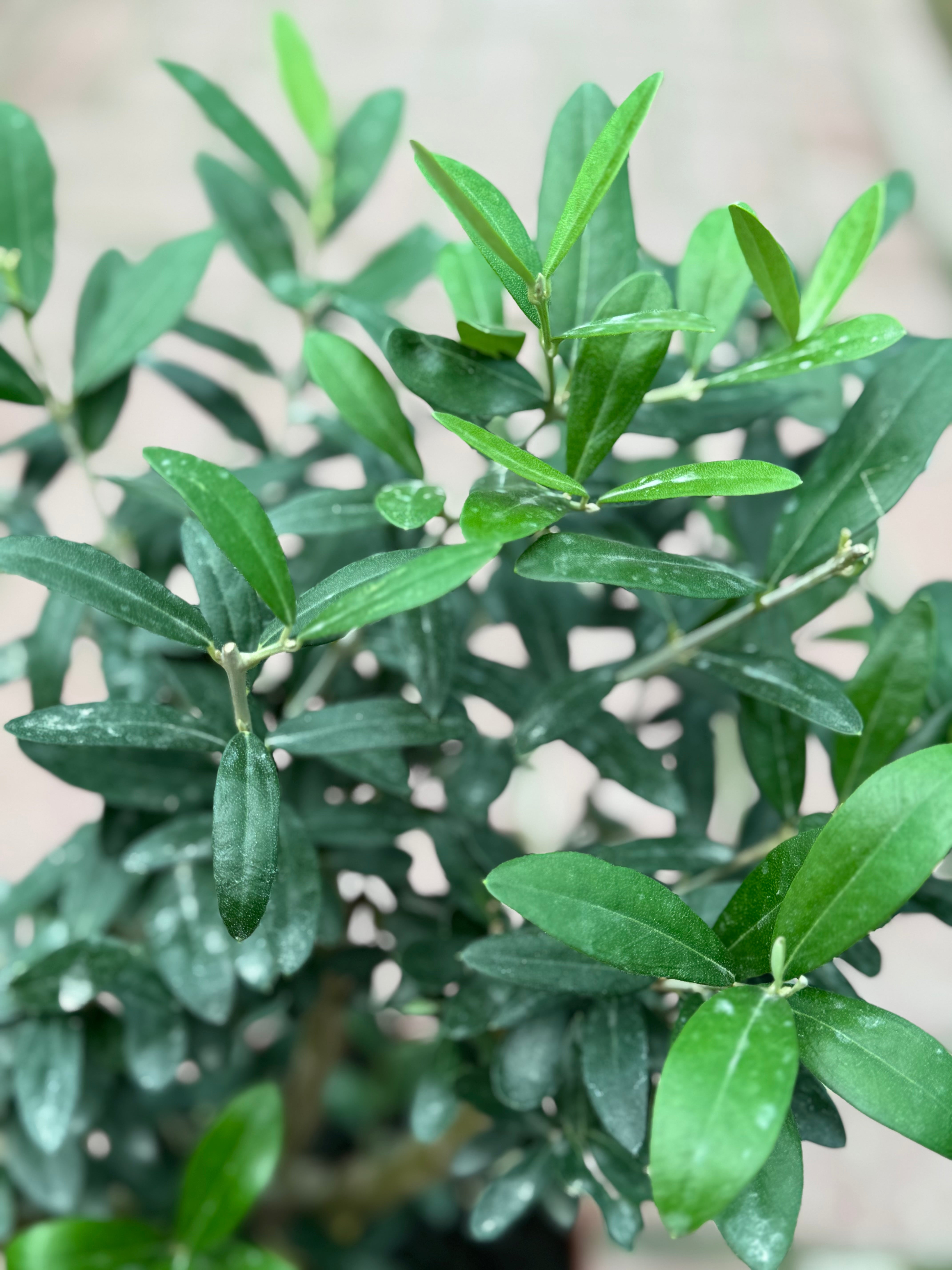 Dwarf Olive Plant – 35 cm (Nursery Pot)
