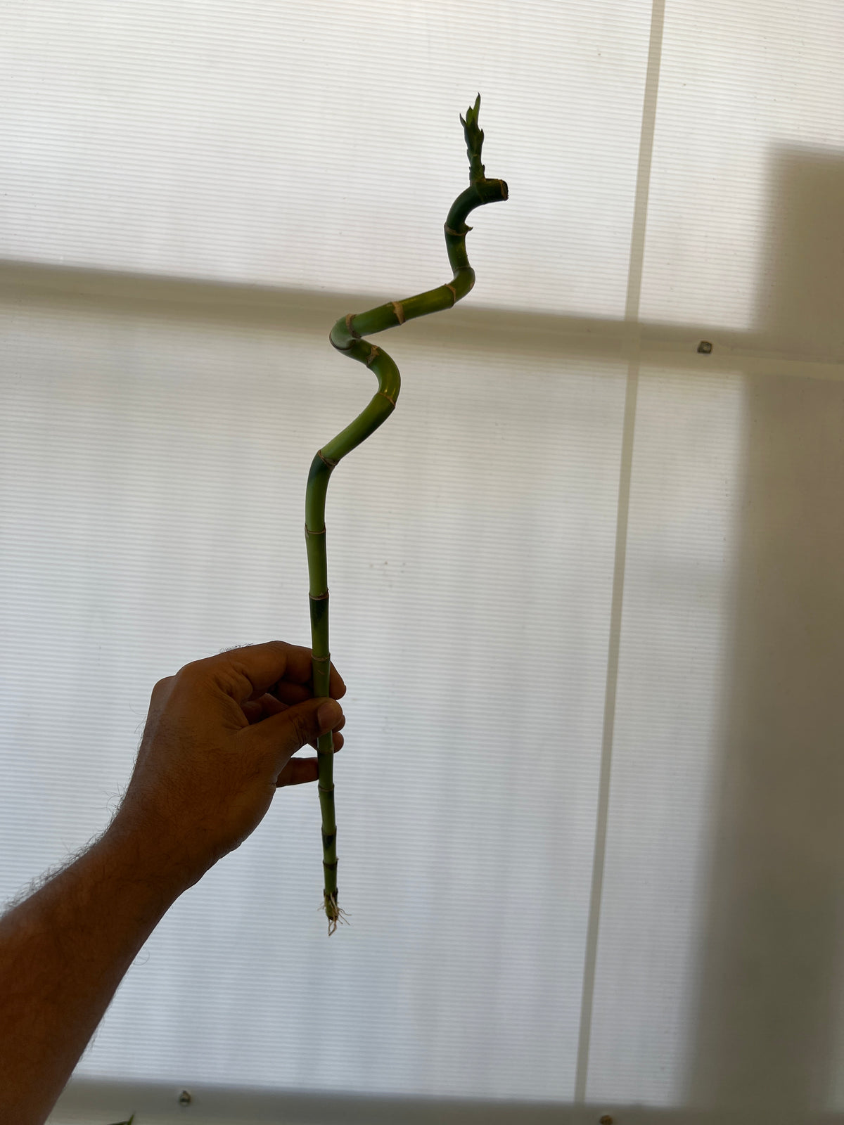Dracaena sanderiana (Lucky Bamboo)