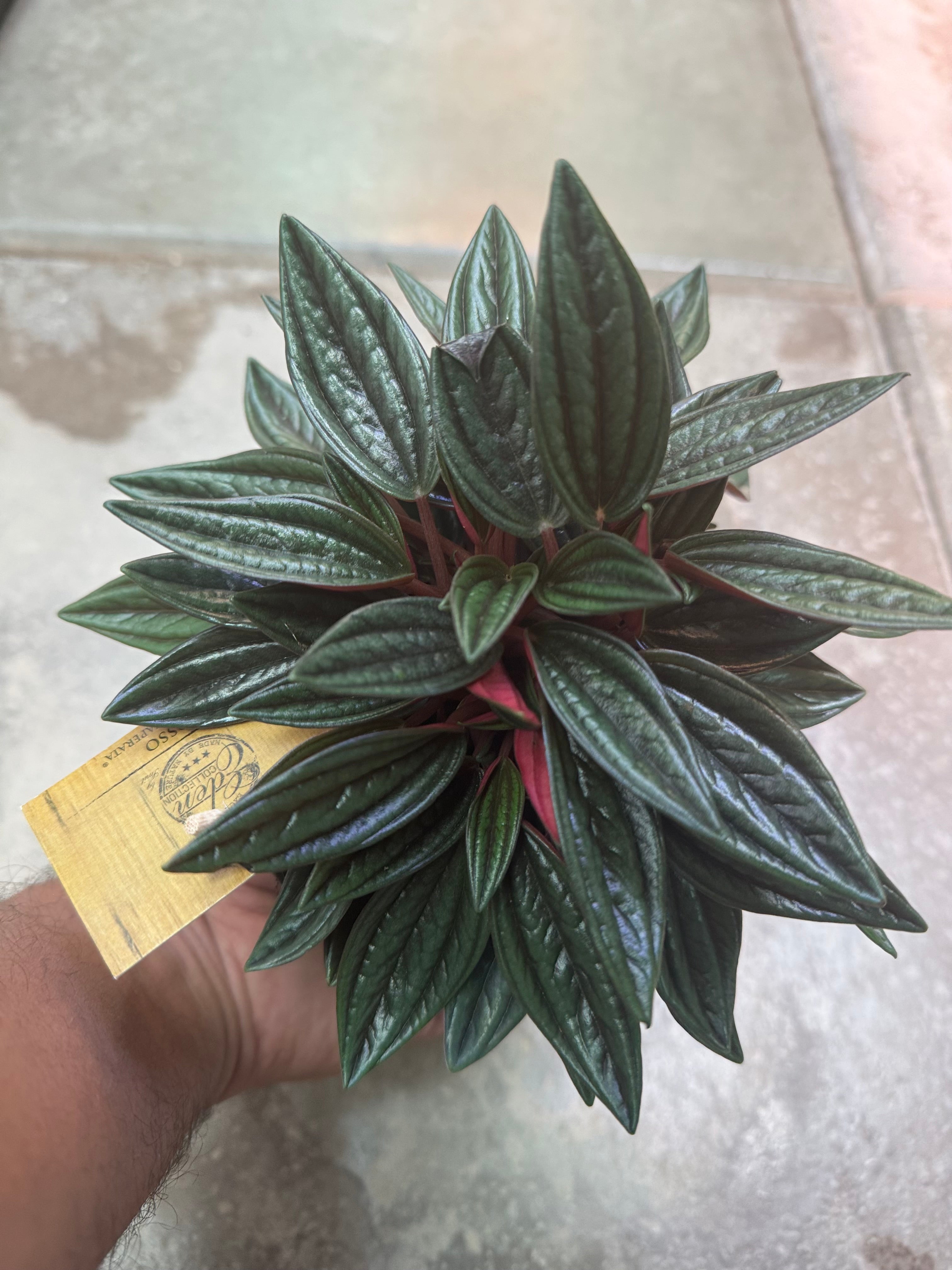 Peperomia Rosso
