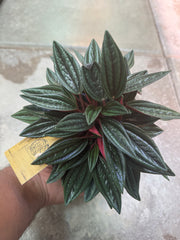 Peperomia Rosso