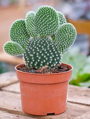 Opuntia Microdasys 'Bunny Cactus and Friends'