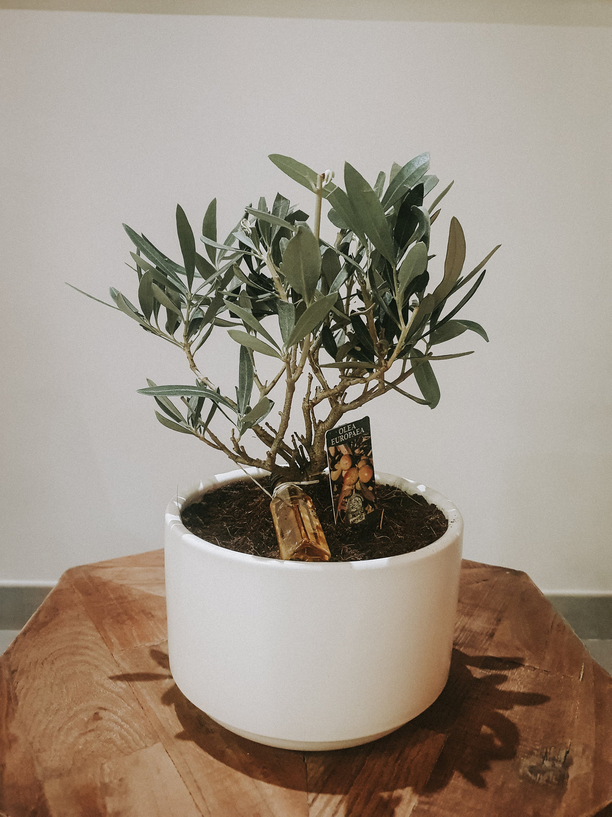 Olea Europaea 'Olive Tree' Dwarf