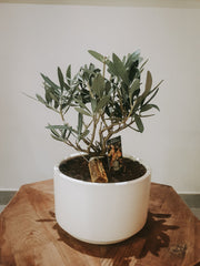 Olea Europaea 'Olive Tree' Dwarf