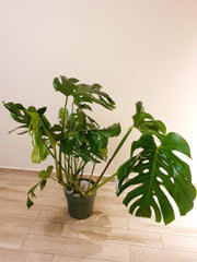 Monstera Deliciosa Large Form