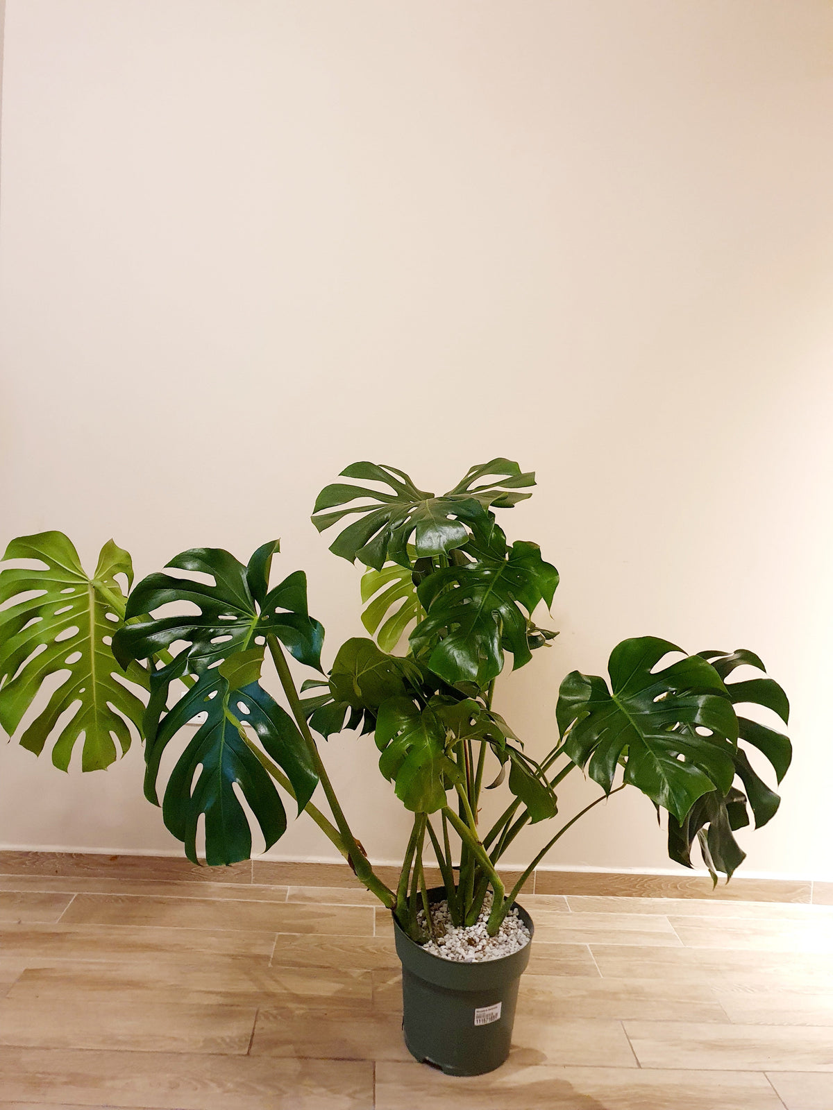 monstera deliciosa large form Monstera Deliciosa Large Form – Plant Station