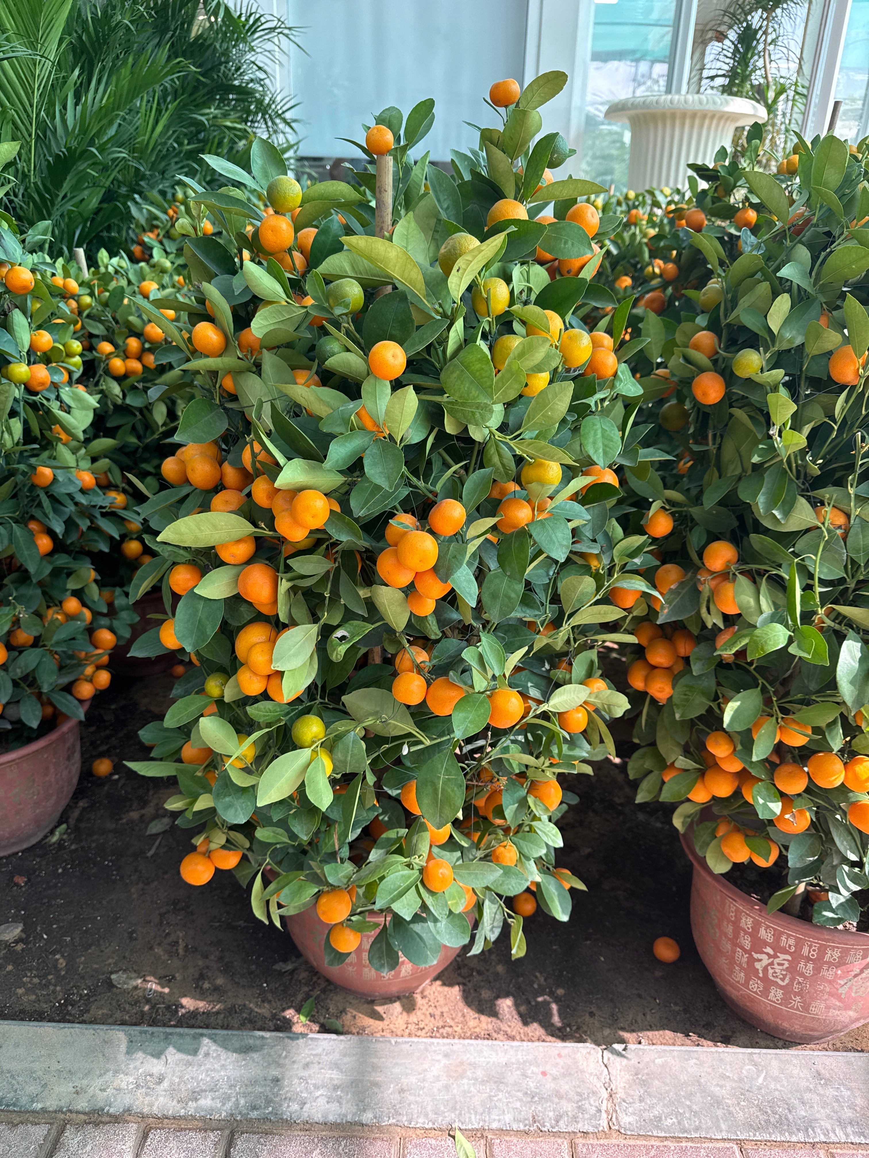 Two Kumquat Citrus Plant Bundle –