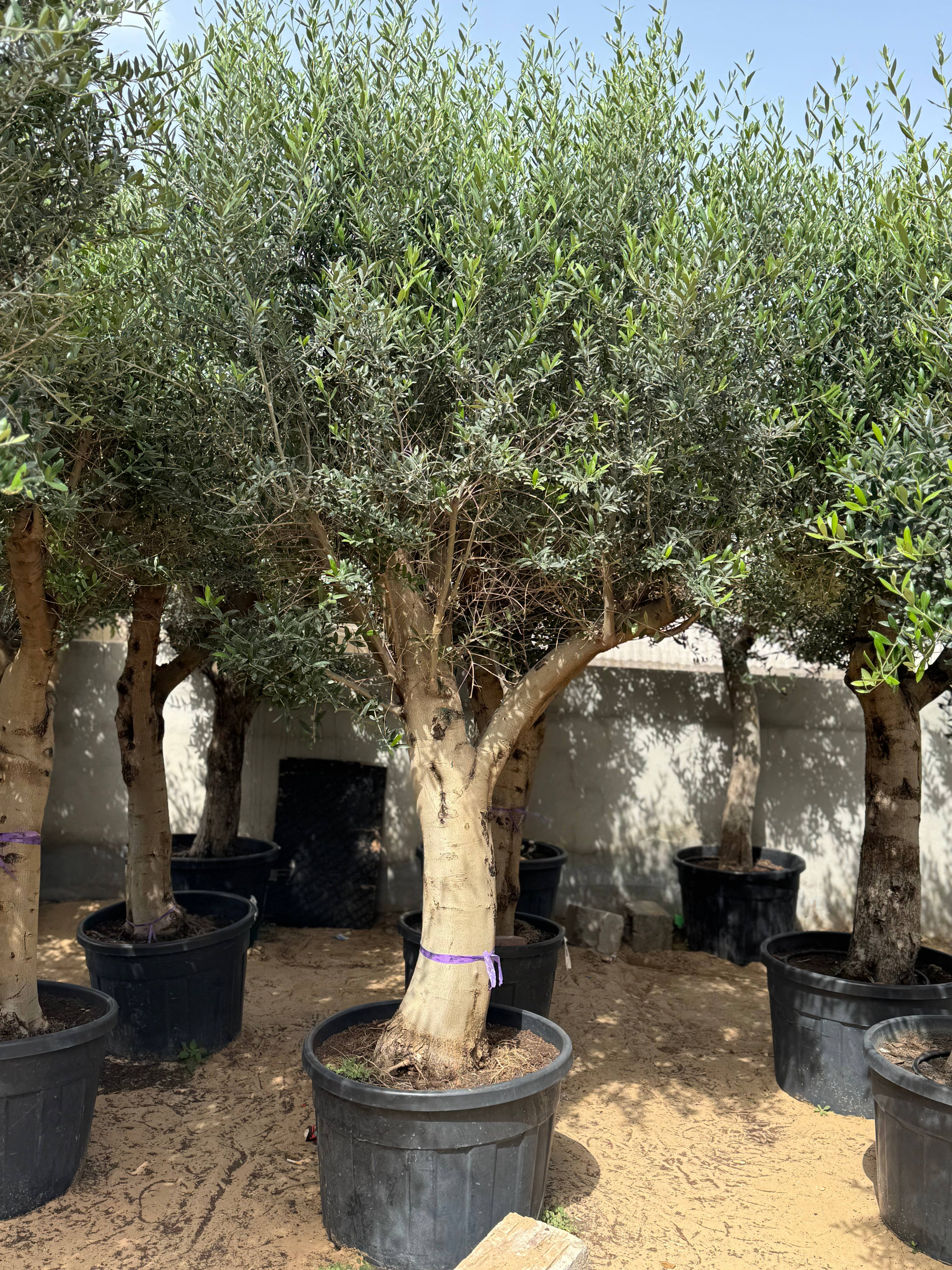 3 Meter Olive Tree (Olea Europaea)
