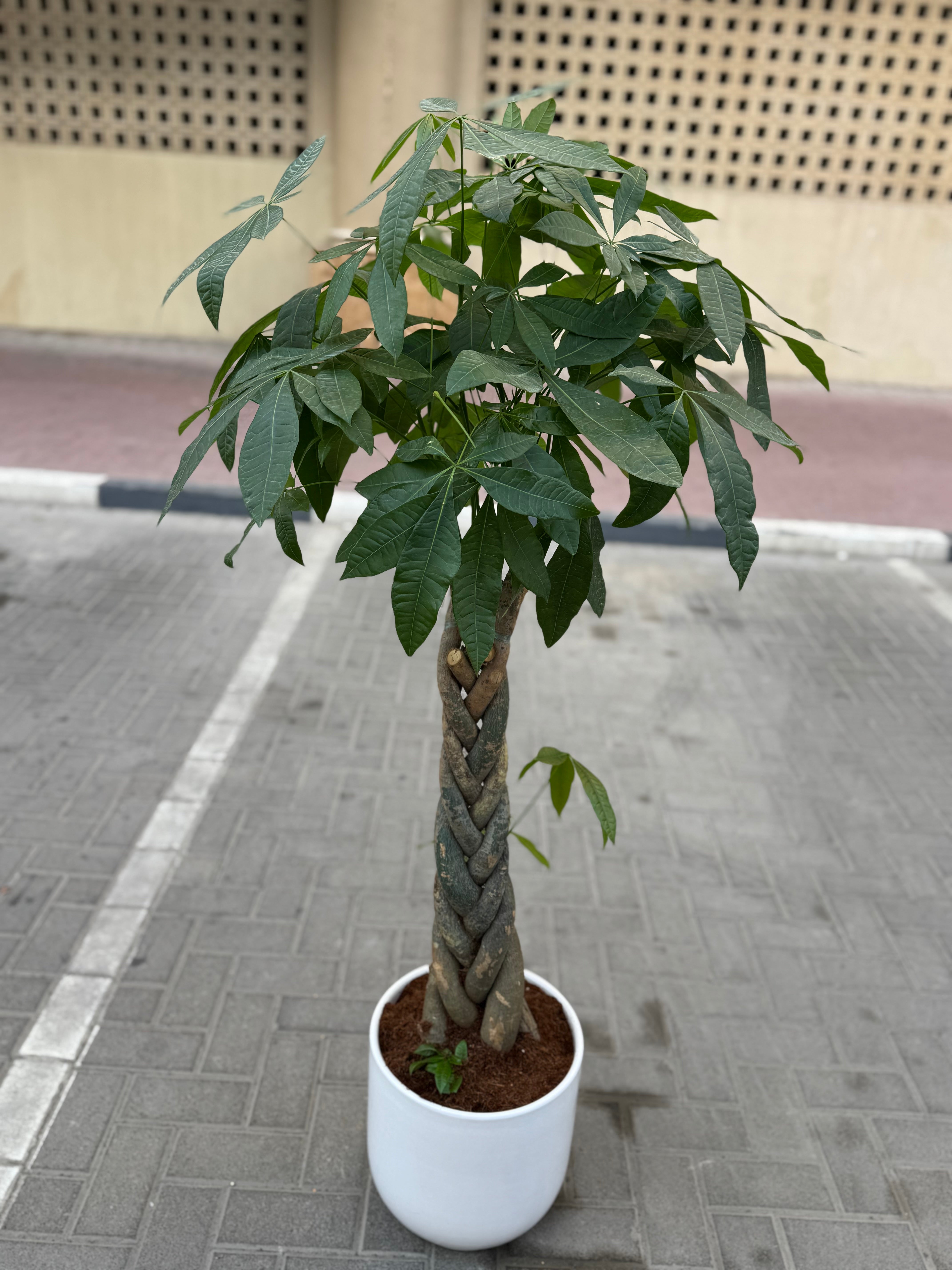 Pachira (Money Tree) – 100–120 CM with White Ceramic Pot 🌿
