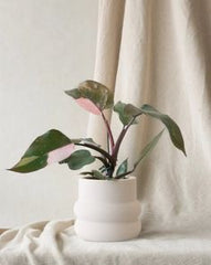 Philodendron pink Princess