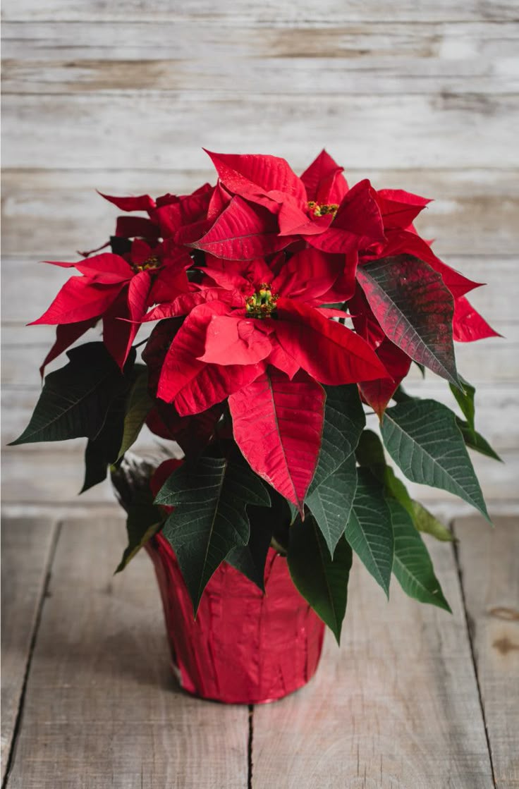 Pointsettia Christmas Red Flower