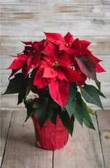 Pointsettia Christmas Red Flower