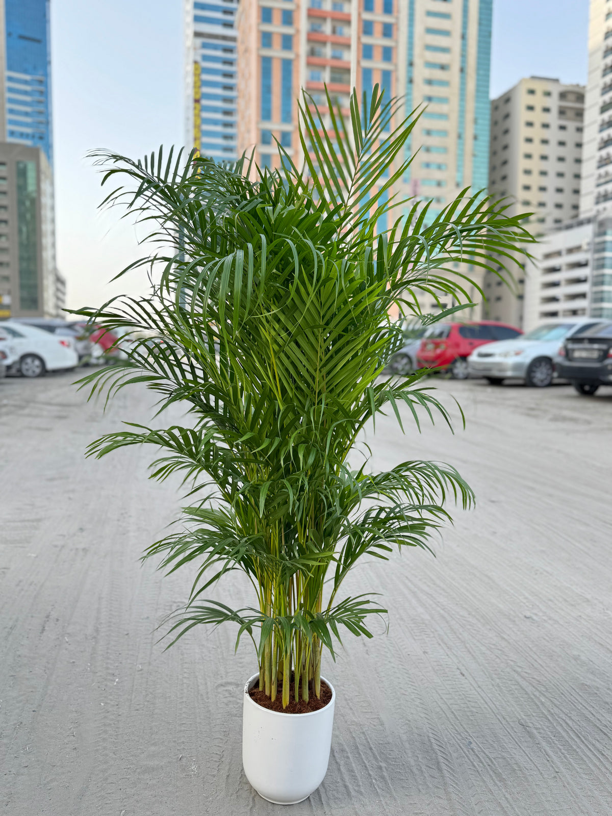 Areca palm with ceramic pot 150 to 160
