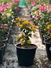Bougainvillea Mix Color
