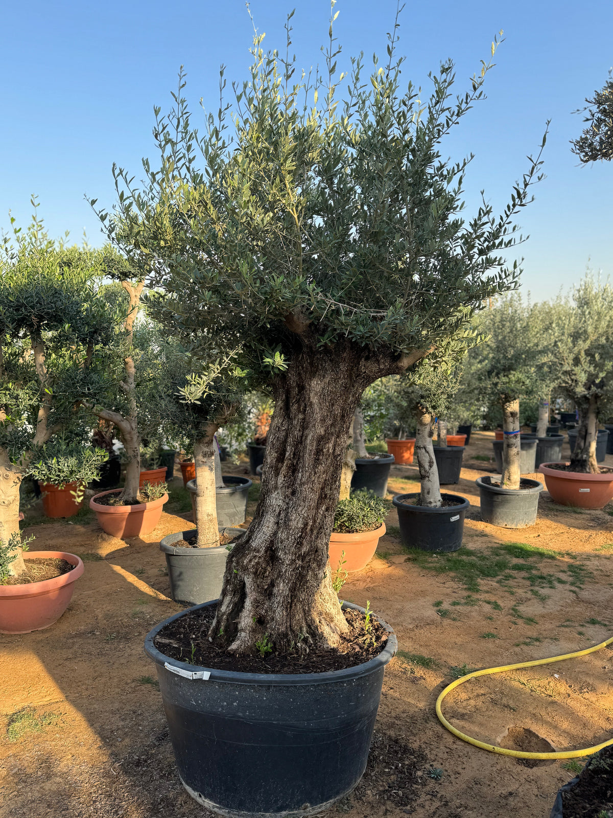 Tank Trunk Olive Tree – Old Sculptural Statement 200 cm