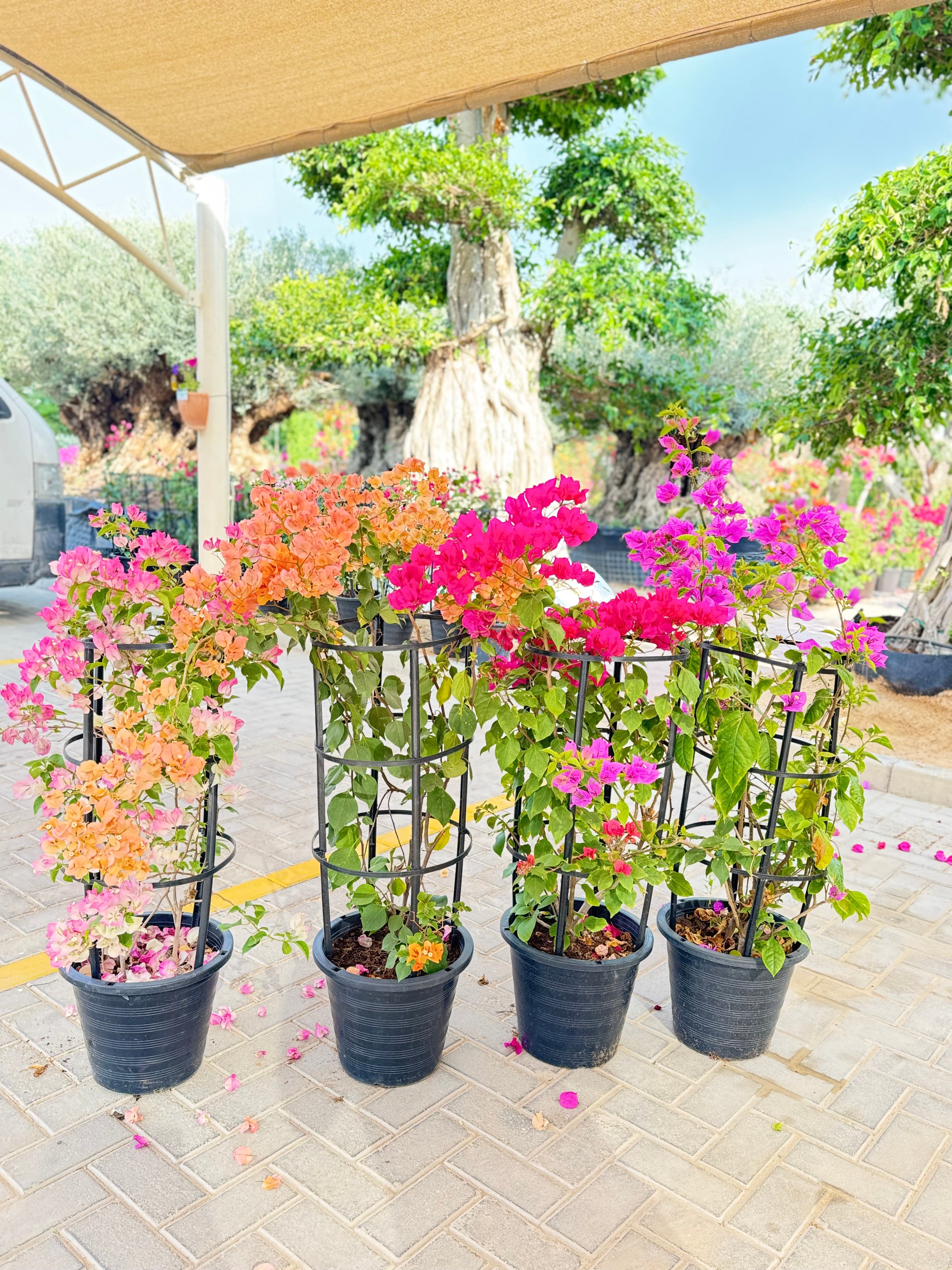 Bougainvillea Colorful Bundle – 4 Plants with Support Frame