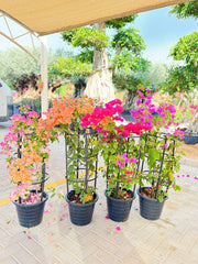 Bougainvillea Colorful Bundle – 4 Plants with Support Frame