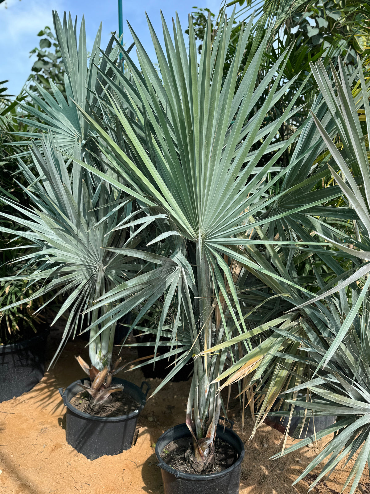 Blue Fan Palm (Bismarckia nobilis) – Premium Silver Landscape Palm 200 cm