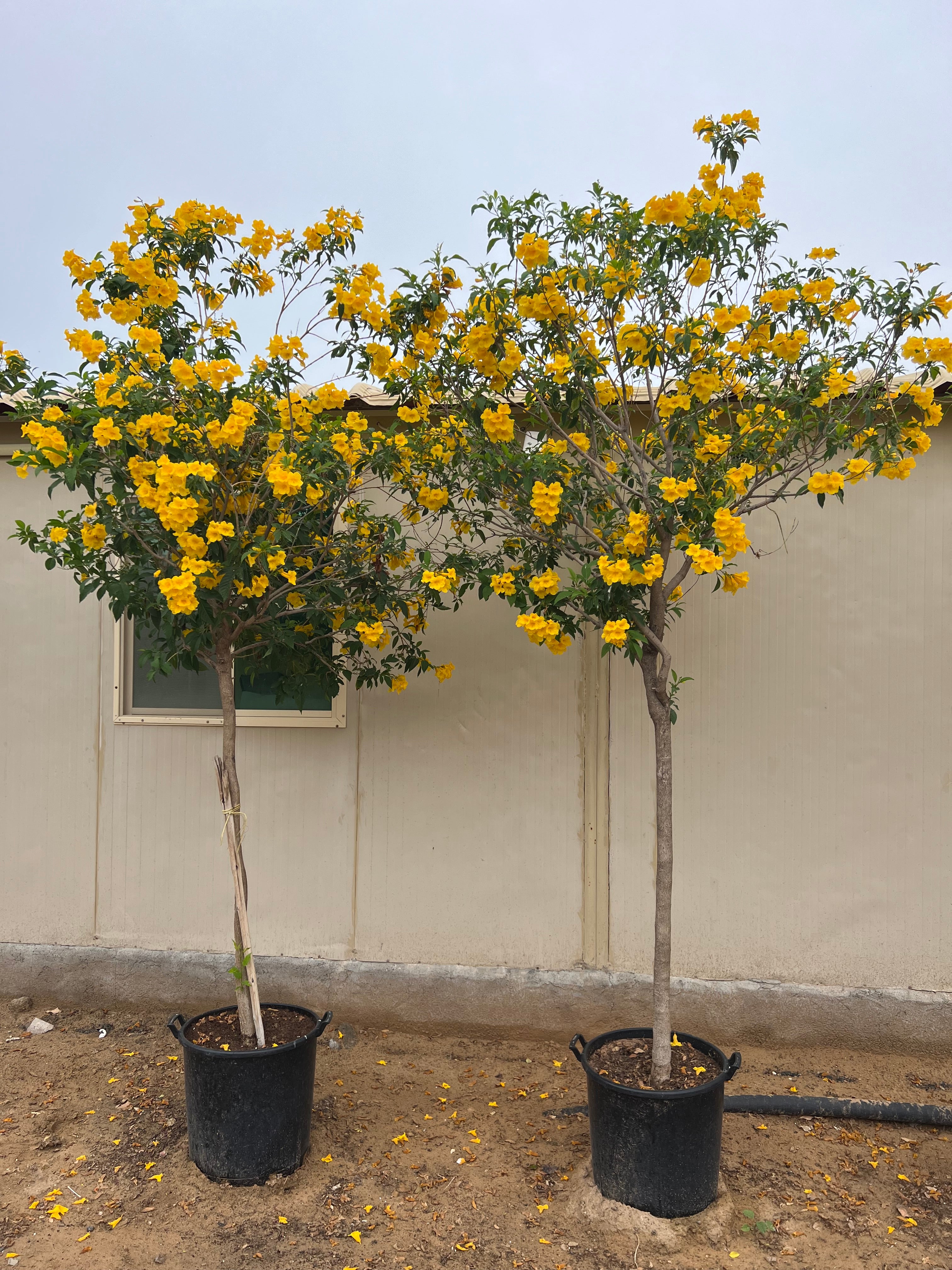 Tecoma Plant 2.7 cm– Yellow Flower (Outdoor) with Nursery Pot