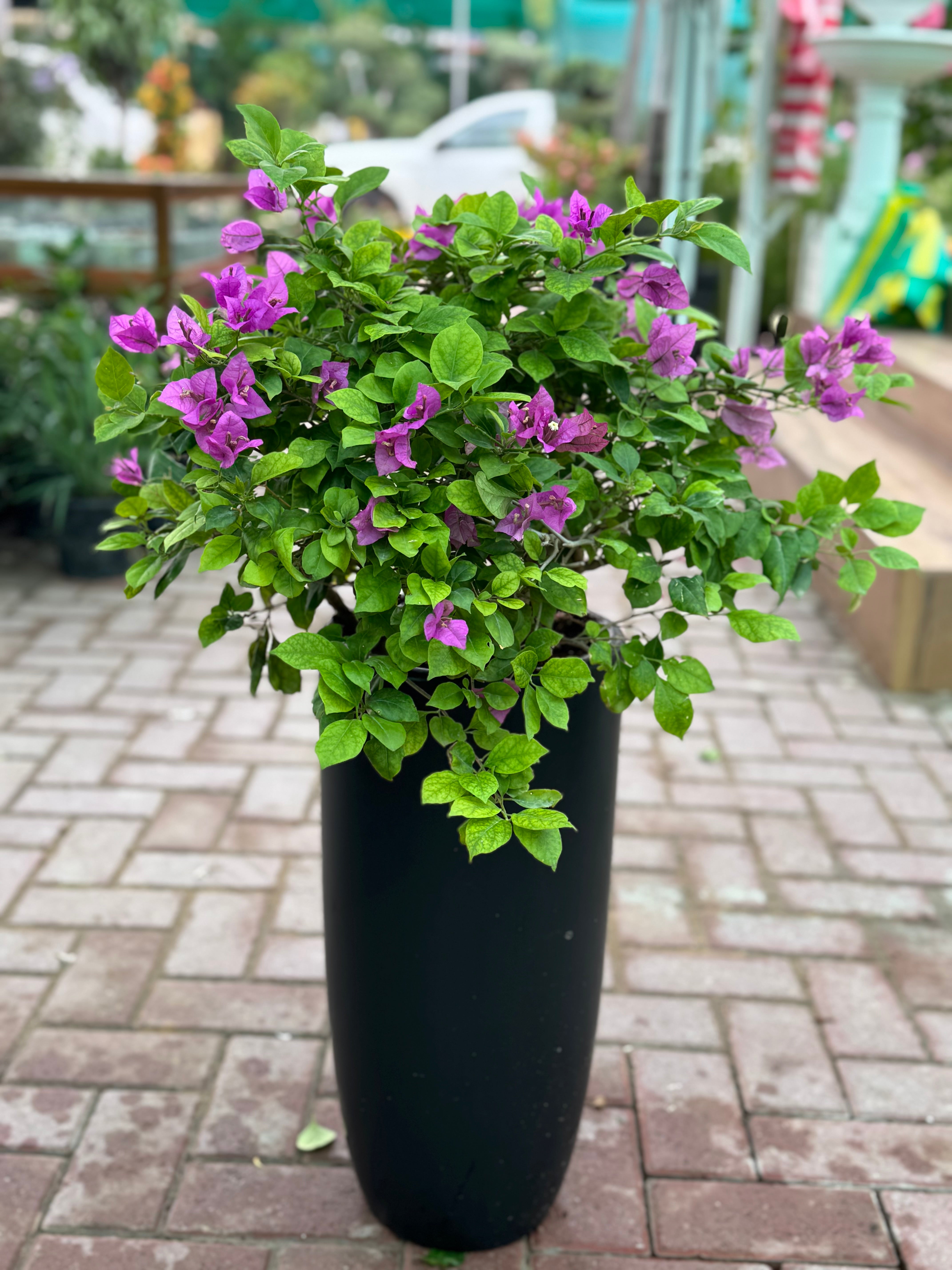 Bougainvillea Duo in Black Ceramic Pots – Bundle Offer