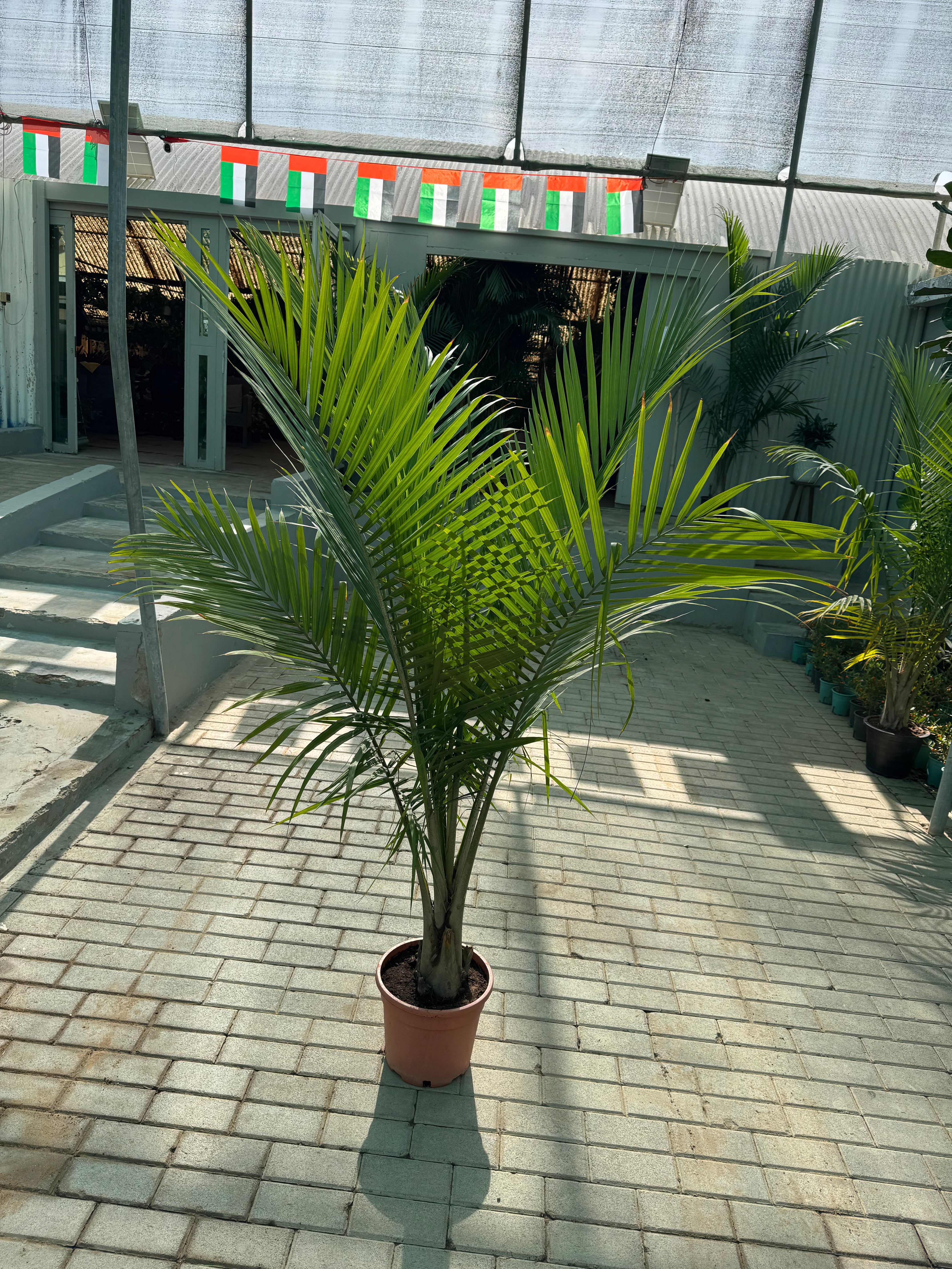 Kentia Palm – Premium Indoor Plant 160 cm ceramic pot