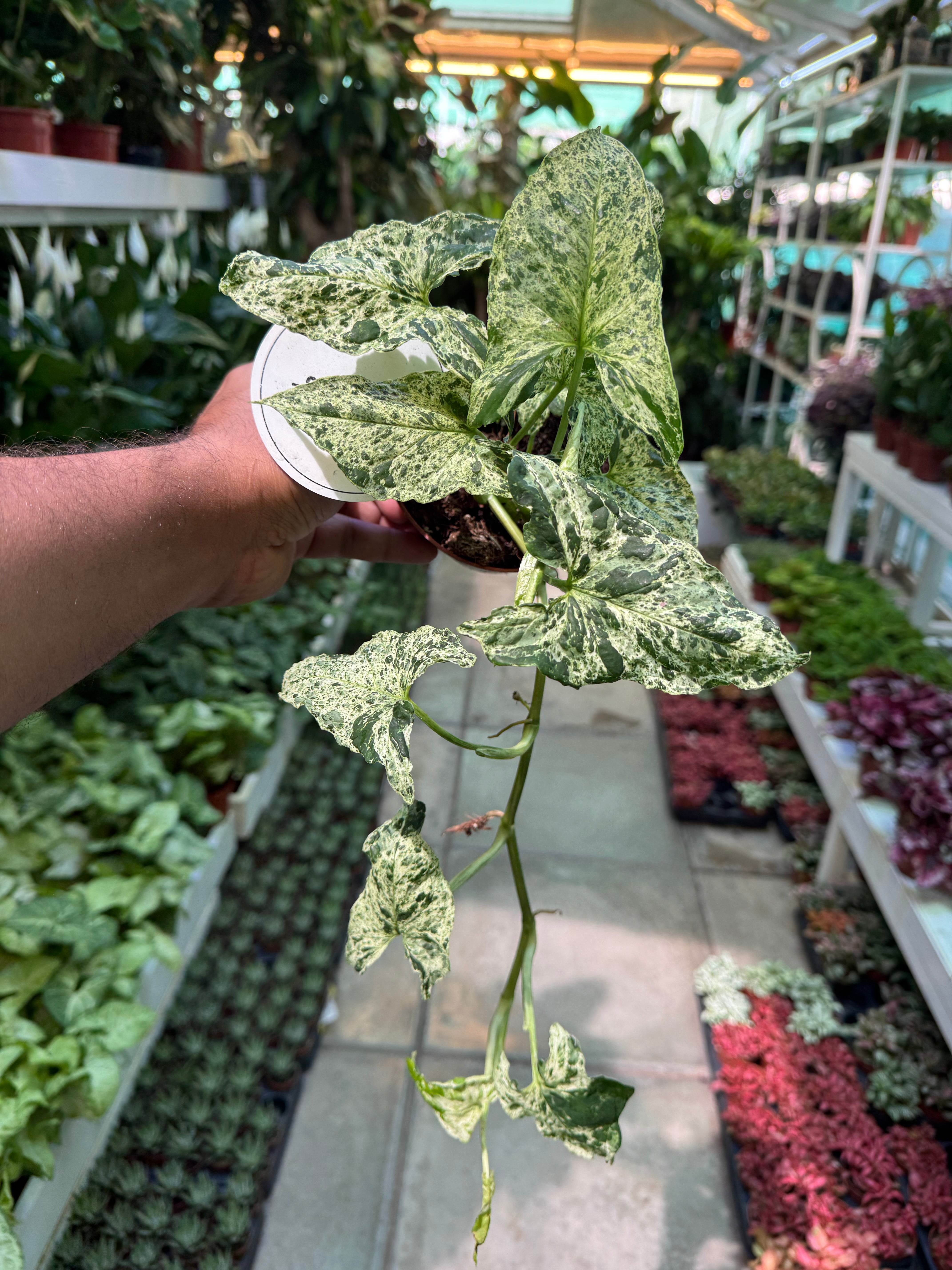 Syngonium Mottled Mojito