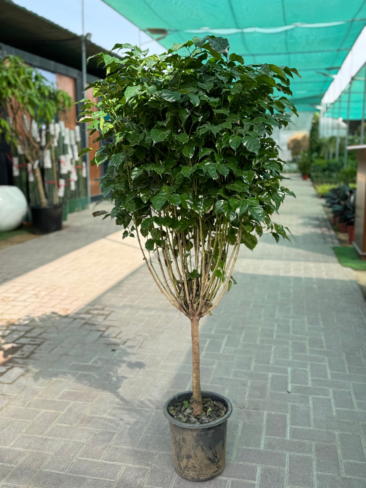 🌿 Red Machera in White Ceramic Pot (150–180 cm)