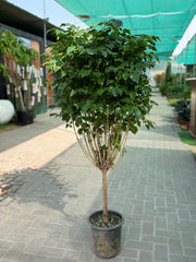 🌿 Red Machera in White Ceramic Pot (150–180 cm)