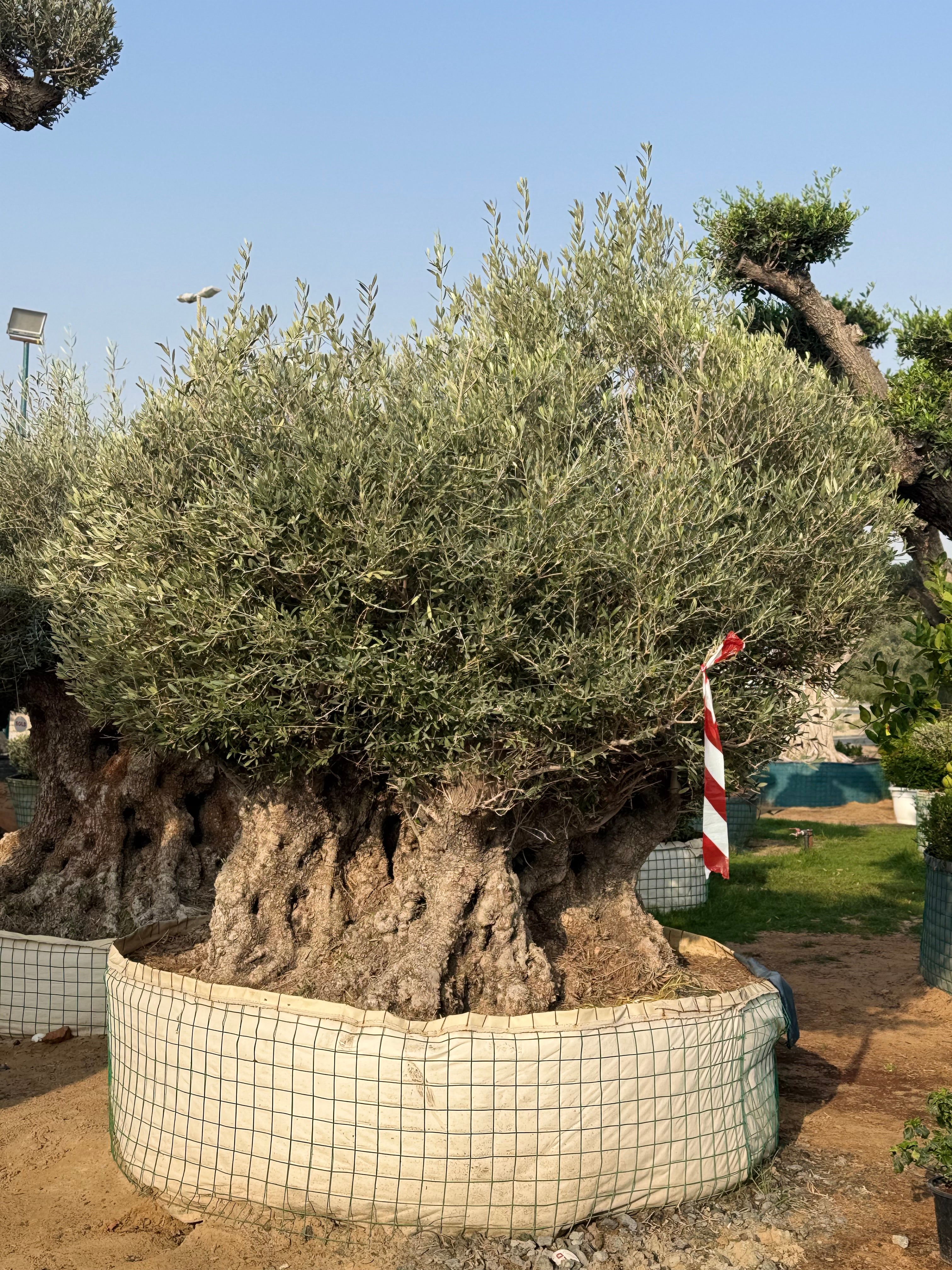 Ancient Olive Tree – Majestic & Timeless Statement Tree