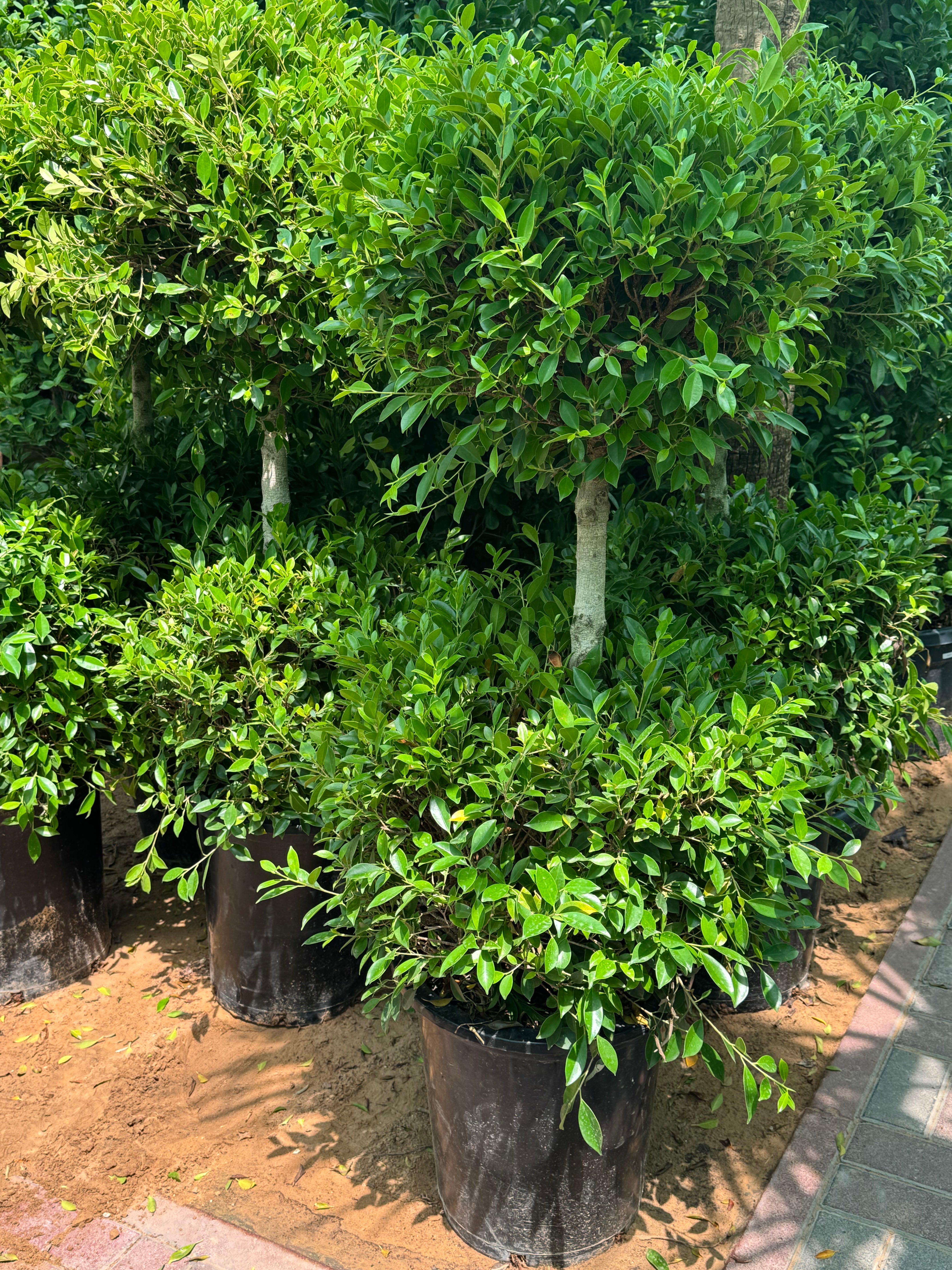 Ficus Nitida Two Heads – 160 cm | Nursery Pot