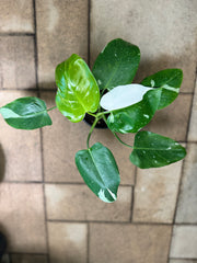 Philodendron White Princess