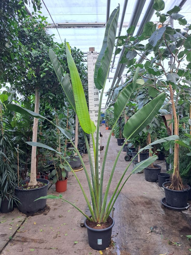 Ravenala Madagascariensis "Traveller's Palm